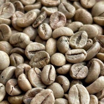 1 Pound Kopi luwak Raw Unroasted Coffee Beans from Indonesia 1 Pound Kopi luwak Raw Unroasted Coffee Beans from Indonesia